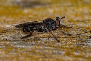 mosca ladrão adulta foto