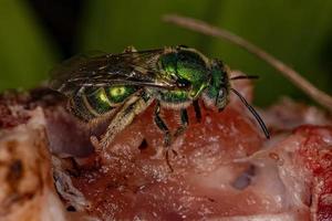 abelha adulta do suor de augocloro foto