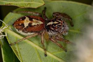 aranha saltadora fêmea adulta foto