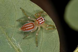 pequena aranha saltadora feminina foto