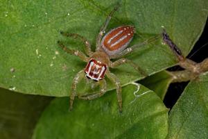 pequena aranha saltadora feminina foto