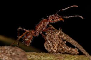 formiga ectatommina fêmea adulta foto