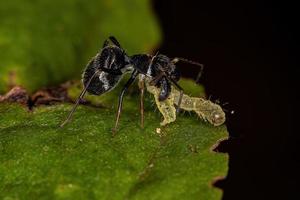 aranha saltadora adulta que imita formigas carpinteiras foto