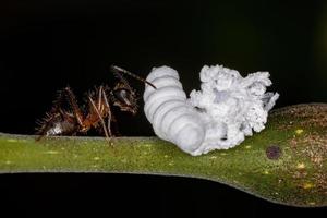 formiga de carpinteiro fêmea adulta com uma ninfa de inseto flatid foto