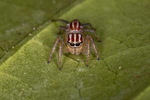 pequena aranha saltadora feminina foto