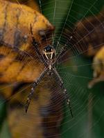 adulto feminino prateado orbweaver de jardim foto