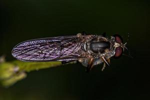 mosca ladrão adulta foto