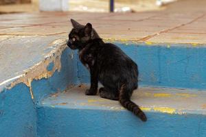 gato doméstico selvagem jovem preto foto