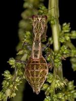 ninfa mantis acontistid foto