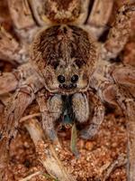 pequena aranha lobo foto