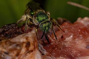 abelha adulta do suor de augocloro foto
