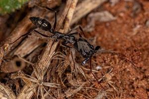 formiga-mandíbula adulta foto