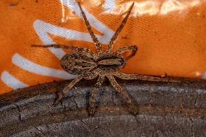 pequena aranha lobo foto