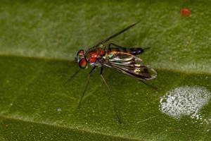 mosca adulta de pernas longas foto