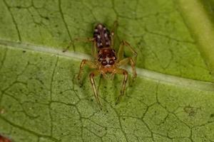 aranha saltadora macho adulto foto