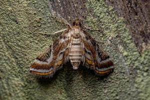 mariposa crambida adulta foto