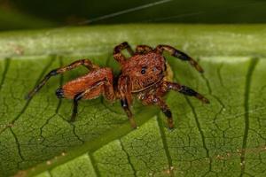 pequena aranha saltadora foto