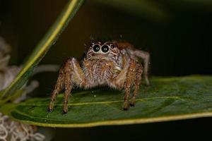 aranha saltadora fêmea adulta foto