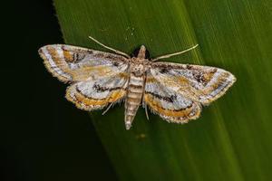 mariposa crambida adulta foto