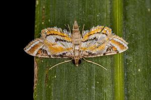 mariposa crambida adulta foto