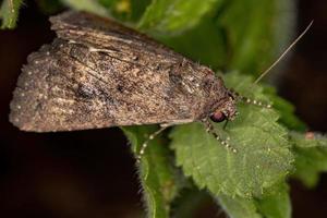 mariposa cutworm adulta foto