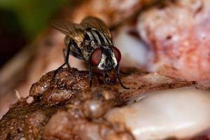 mosca doméstica adulta foto