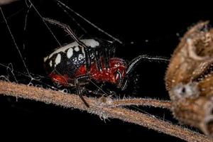 aranha orbweaver típica adulta foto