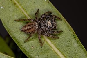 pequena aranha saltadora foto