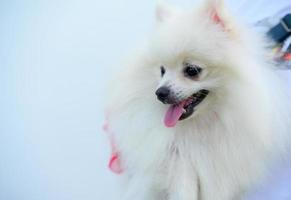 este é um cão pomeranian. raças de cães pequenos os olhos são grandes e ligeiramente salientes, o nariz é preto e redondo, e a pelagem é longa e fofa em todo o corpo. foto