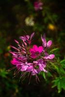 Cleome hassleriana, comumente conhecida como flor de aranha, planta de aranha, rainha rosa ou bigode do avô, nativa do sul da américa do sul foto