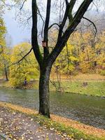paisagem de outono com árvores, floresta e lago foto