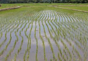 campos de arroz, começaram a crescer no campo foto