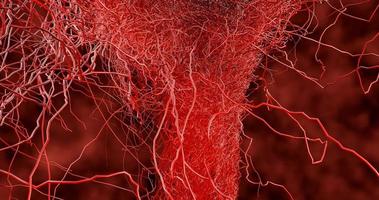 muitos pequenos capilares se ramificam do grande vaso sanguíneo foto