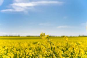 belos campos de estupro amarelo no sol da primavera foto