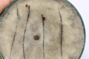 placa de petri de crescimento de fungo de teste de pesquisa de bioquímica. foto