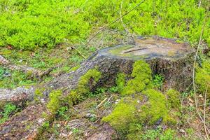toco de árvore comido serrado e madeira no chão da floresta alemanha. foto