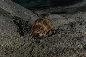 caracóis do mar no mar vermelho colorido e bonito, eilat israel foto