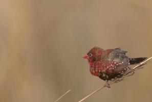 vermelho avadavat ou amandava amandava macho pássaro empoleirado em arbustos secos na floresta. foto
