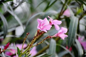 lindas flores cor de rosa e sua planta foto