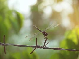 libélula presa em um arame farpado, de volta com luz bokeh. foto