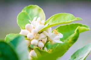 flores de limão, flor de limão na árvore entre folhas verdes fundo desfocado. foto