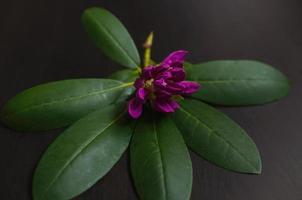 flor de azaleia roxa com folhas em um fundo preto de madeira. foto