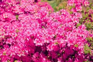 prado florescendo com flores cor de rosa de arbustos de rododendros foto