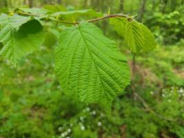 um galho de uma árvore com uma folha verde em um fundo de grama e floresta. foto