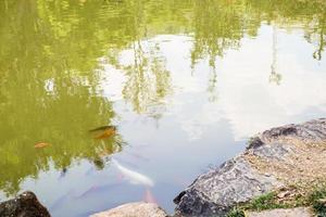 peixe koi no projeto paisagístico decorativo da lagoa do jardim foto