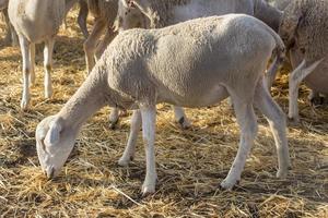 comendo pequenas ovelhas, animais domésticos, rebanho na fazenda foto