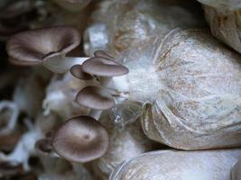 cultivo de culturas em campos rurais os cogumelos estão florescendo e crescendo através do cultivo experimental. biotecnologia genética comer vegetariano é saudável. foto