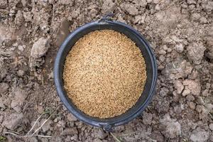 as sementes de arroz em uma cuba preta ficam no chão. foto