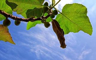 belo ângulo inferior de ficus carica ficus no fundo do céu azul com a silhueta de folhas, galho e frutas. adequado para a publicidade agrícola, promoção da indústria, etc. foto