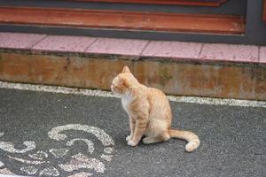 lindo gatinho laranja durante o dia, gato doméstico de cabelos curtos foto